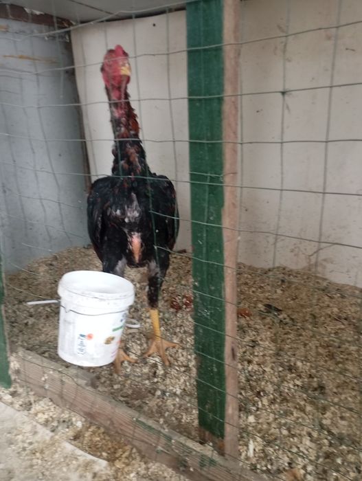 Дакан бойцовский