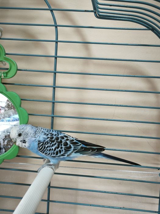 Продам волнистого попугая