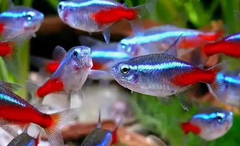 Аквариумная рыбка "Неон"