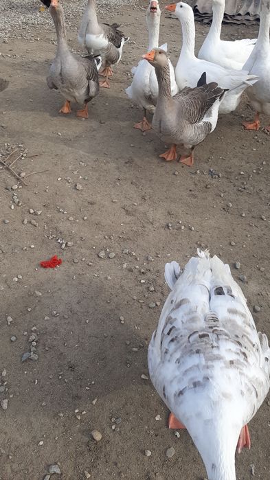 Prodavam  mladi gaski i mladi misiri