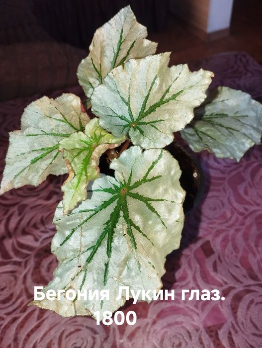 Продам комнатные растения Бегонии