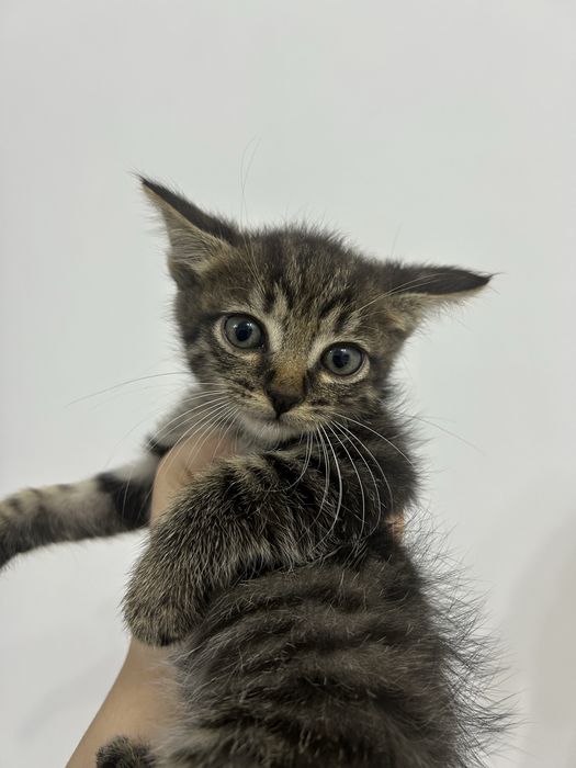Отдам котенка в хорошие руки