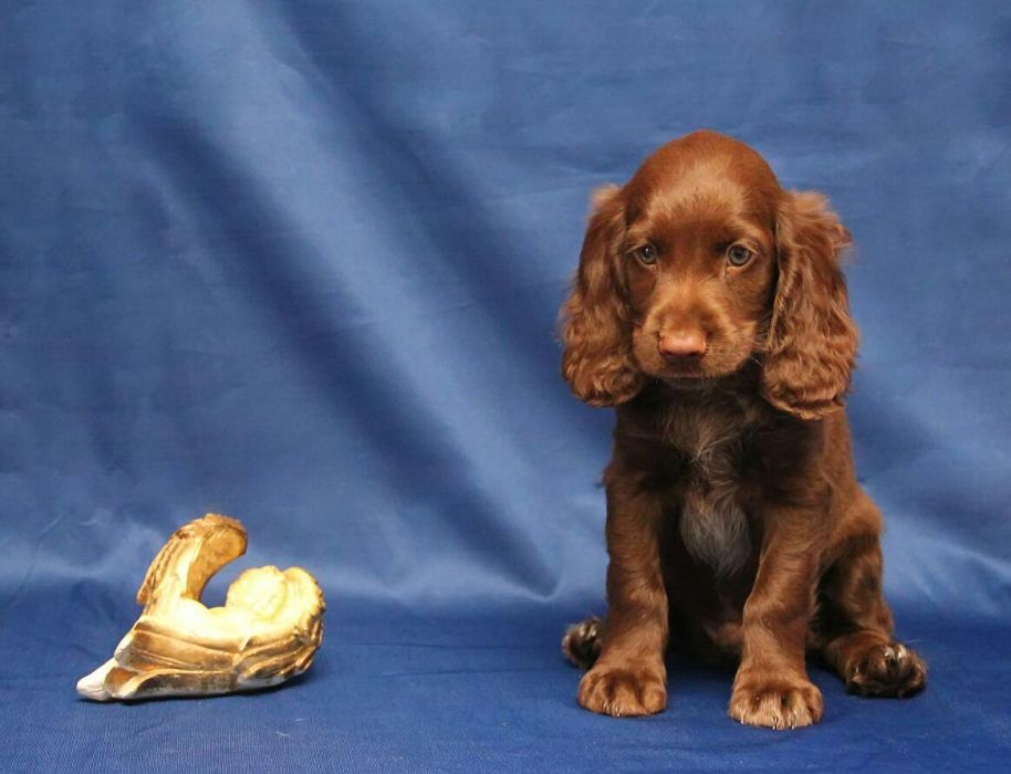 Спаниель Шоколадка