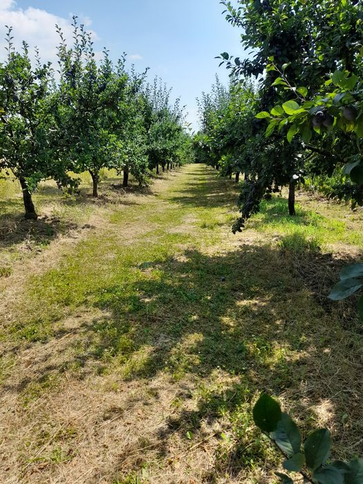 Prune de vânzare