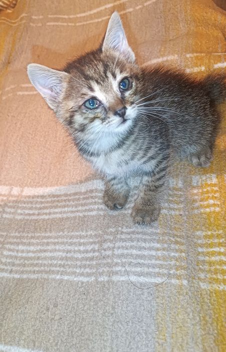 Котята девочка и мальчик,им 1,5 месяца