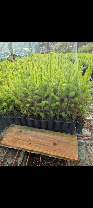 Puieți molid la ghivece și salcâm balot de pământ