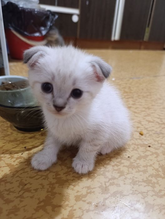 Продам котят Вислоухие