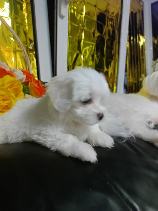 Bichon maltez mini toy