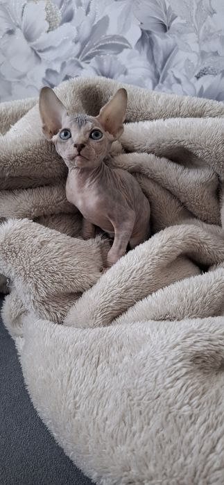 Канадский сфинкс