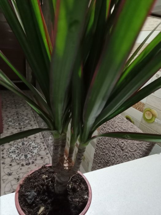 Пальма драцена, хамедорея продам