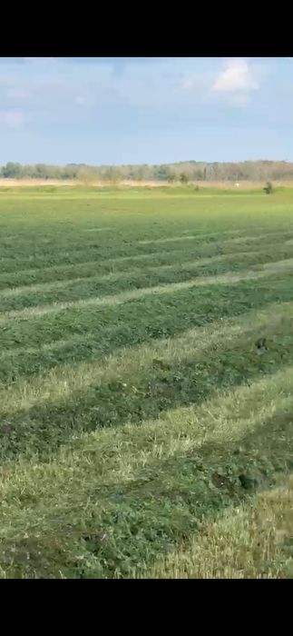 Baloti Rotuzi 40.Drept.min.500.Fan sau lucerna