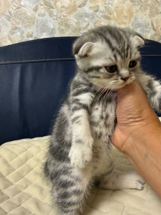 КОТЯТА -ВИСКАС породы шотландская вислоухая (скоттиш-фолд)