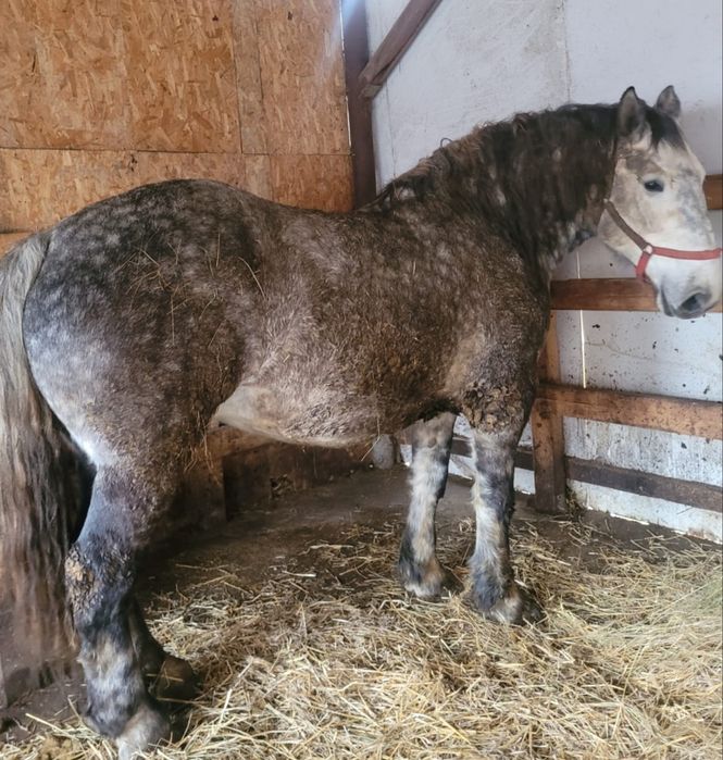 De vânzare mânz de 3 ani sau ofer spre montă!