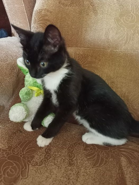 Отдам котенка в добрые руки