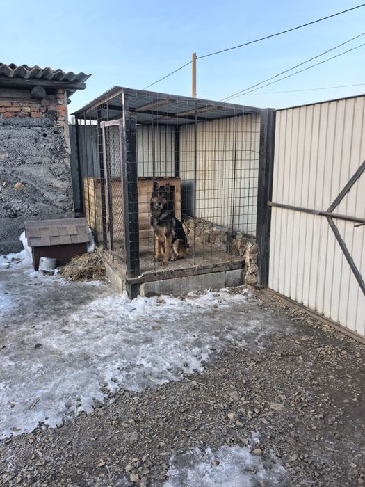 Хорошая овчарка.