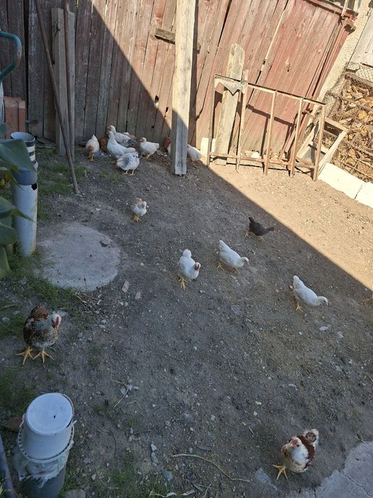 Vand un lot de 37 de pui de casa