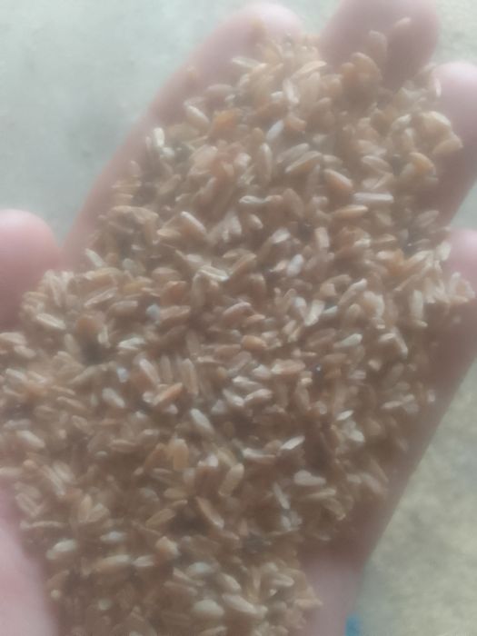 Отруби Зерноотходы Сечка колоски полова