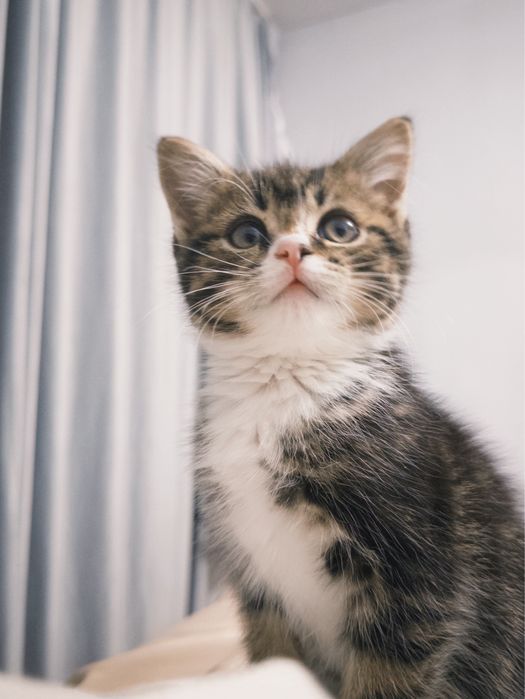 Котёнок девочка 2 месяца, в добрые руки