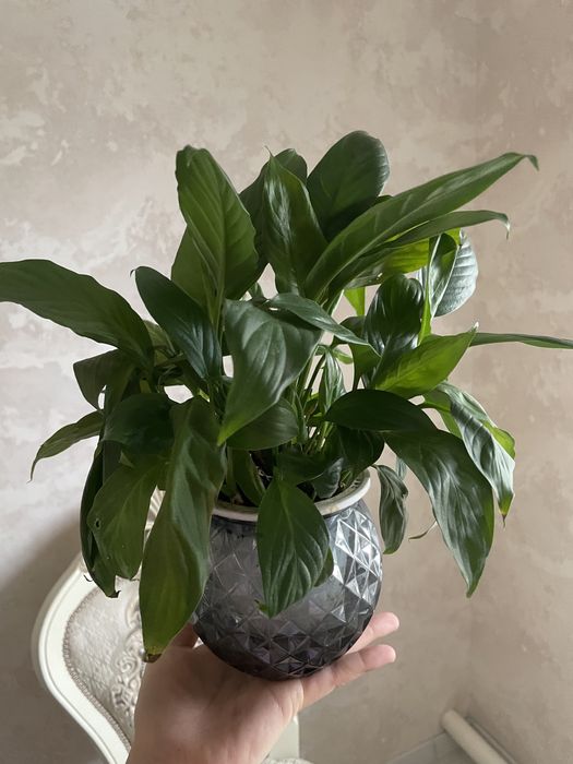 Цветы комнатный