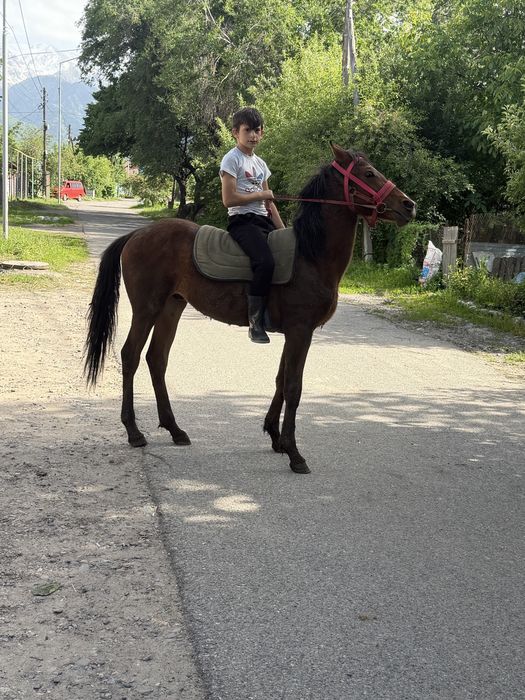 Продам тай полтора года очень спокойная