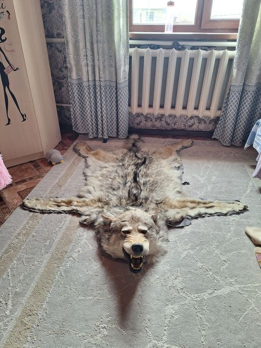 Дау Каскыр териси