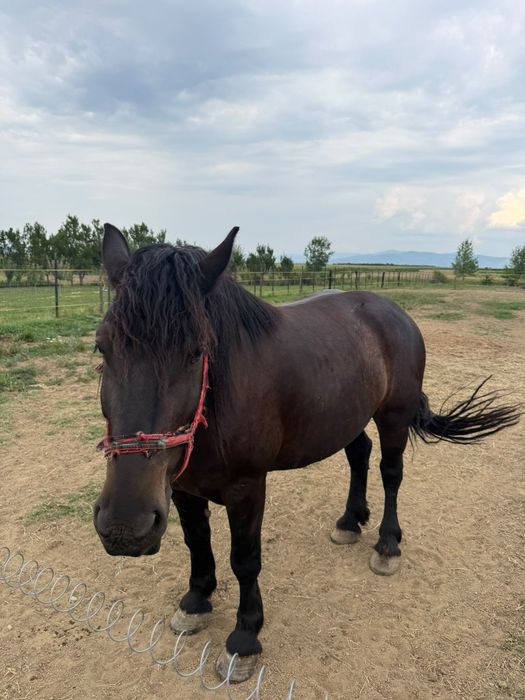 Iapă de vânzare   în Potău