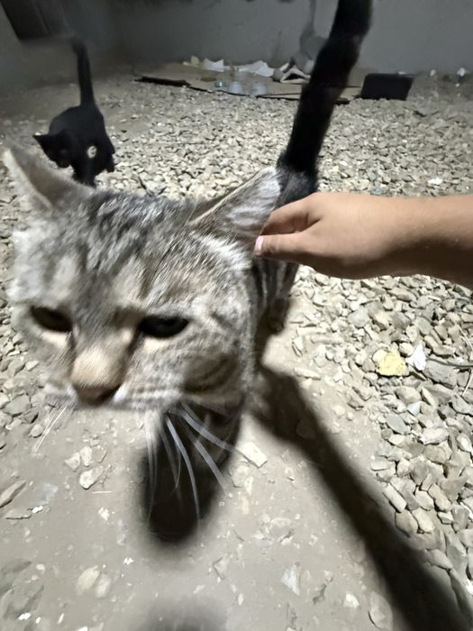 Котенку нужен дом