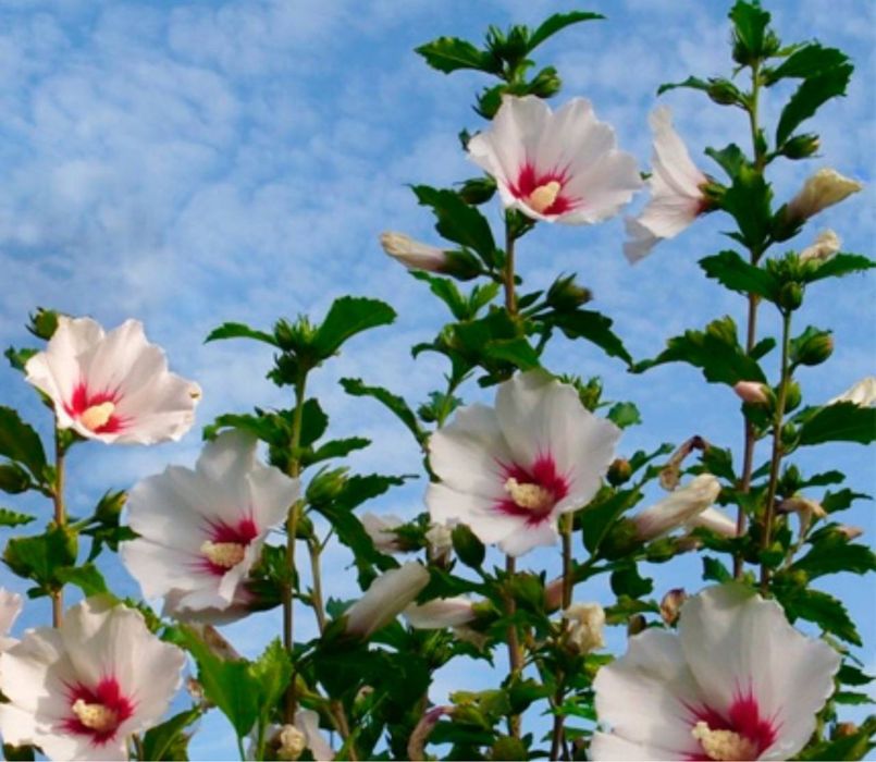 Гибискус сирийский