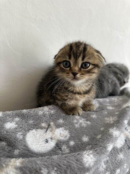 Продам вислоухих котят