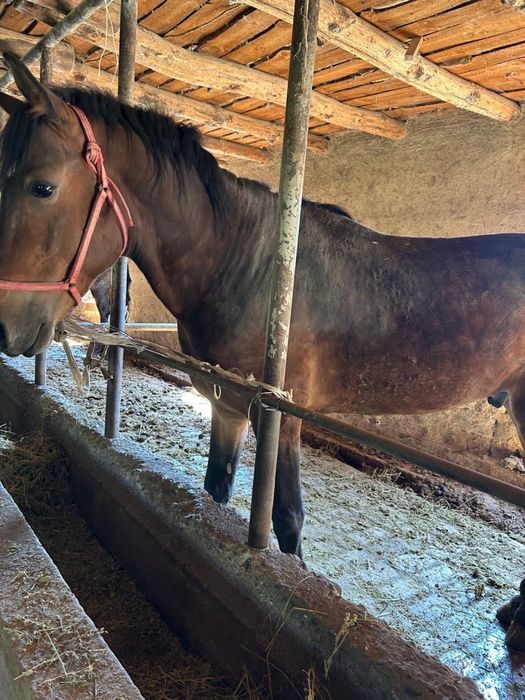 Срочно 2 айғыр сатылады!