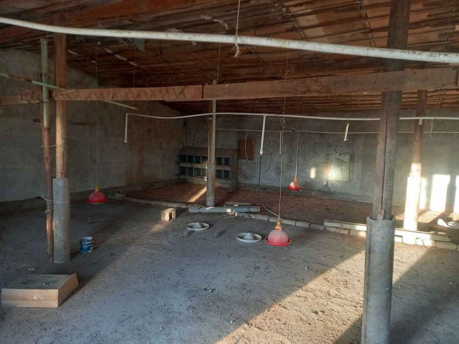 Tovuq ferma sotiladi