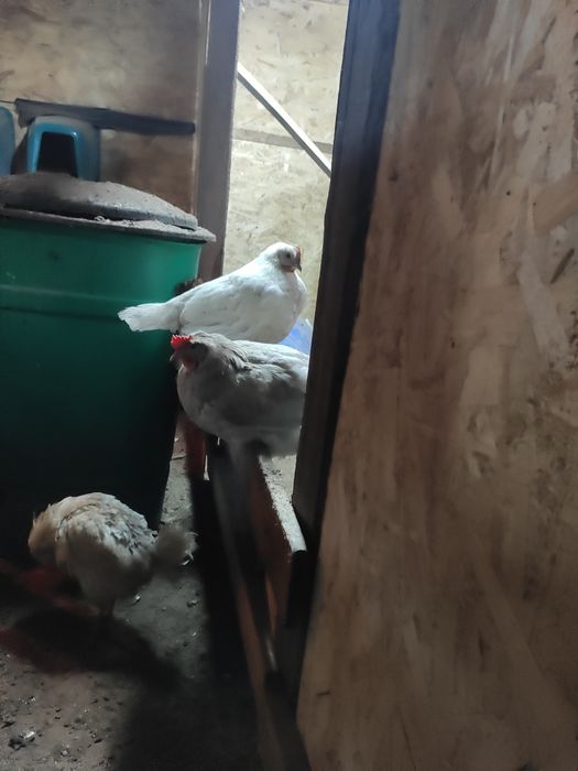 Продам кур молодок