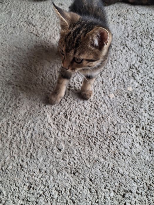 Котят отдам в добрые руки