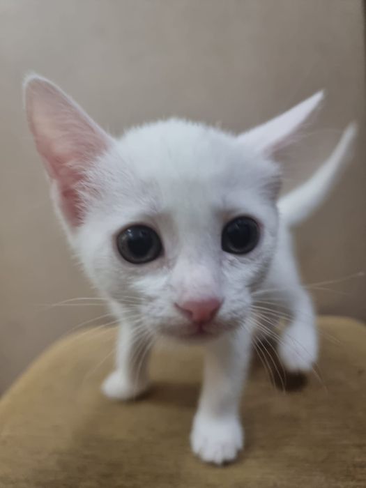 Котят в добрые руки
