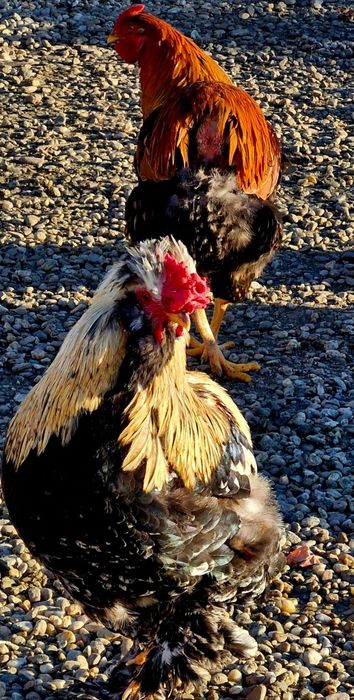 Vand cocosi de rasa sau de taiat