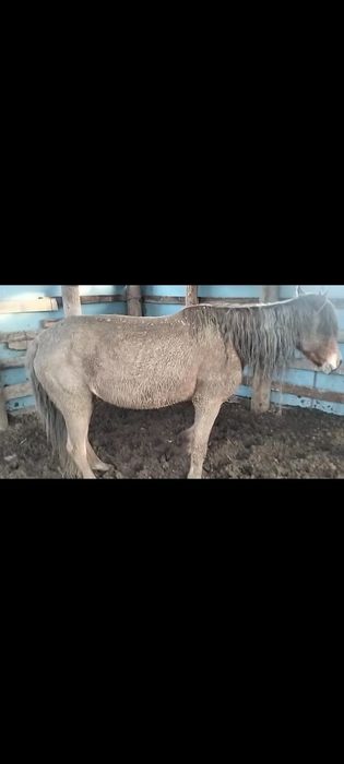 Жылқы бие сатылады