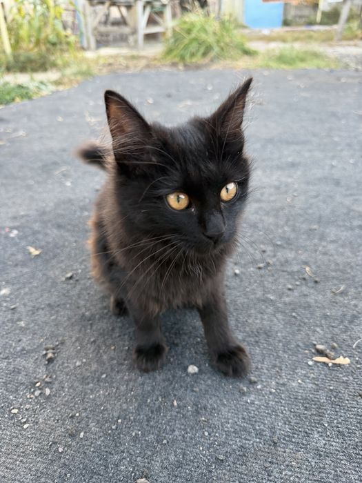 Котенок в добрые руки
