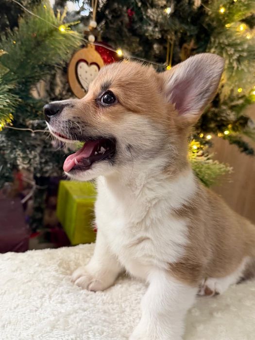 Вельш корги пемброк рыжего окраса