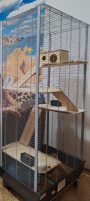 Băiețel chinchila +cușcă