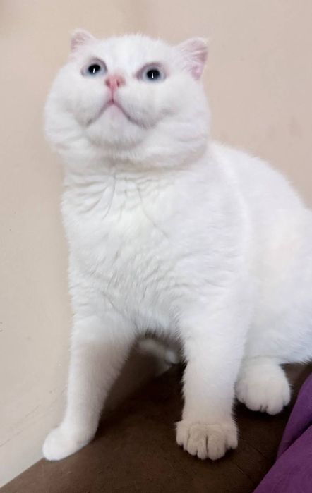 Белоснежный Скоттиш-фолд 5 месяцев  Идеальная родословная внешность.