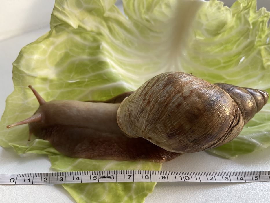 Улитка Ахатина большая, взрослая