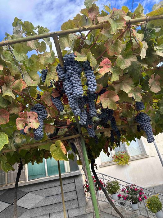 Предлагам  резитба на лозя и асмалъци