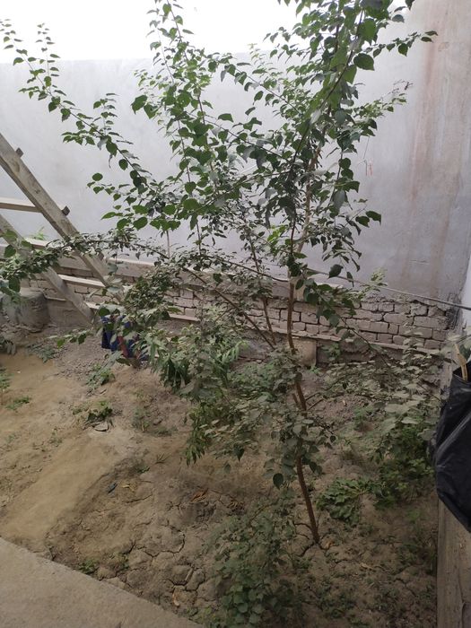 Урганч Шахар Айропорт янинда хусусий жой сотилади