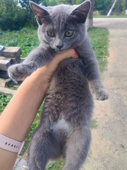 Отдам в добрые руки котят