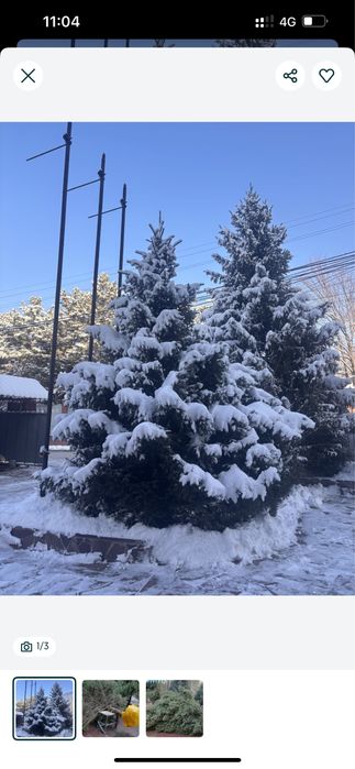 Ёлка живая для пересадки