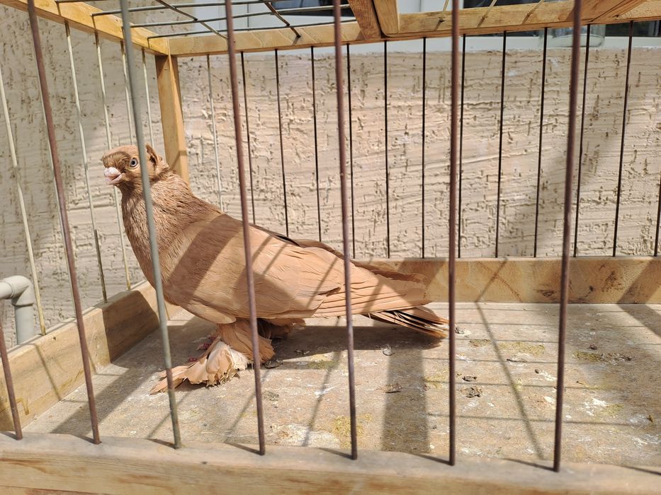 Голубь Жёлтый,молодой самец