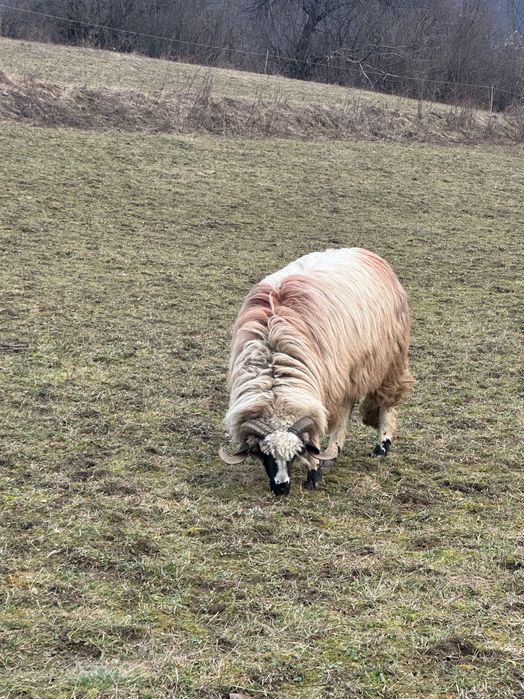 Disponibilă oaie și berbec