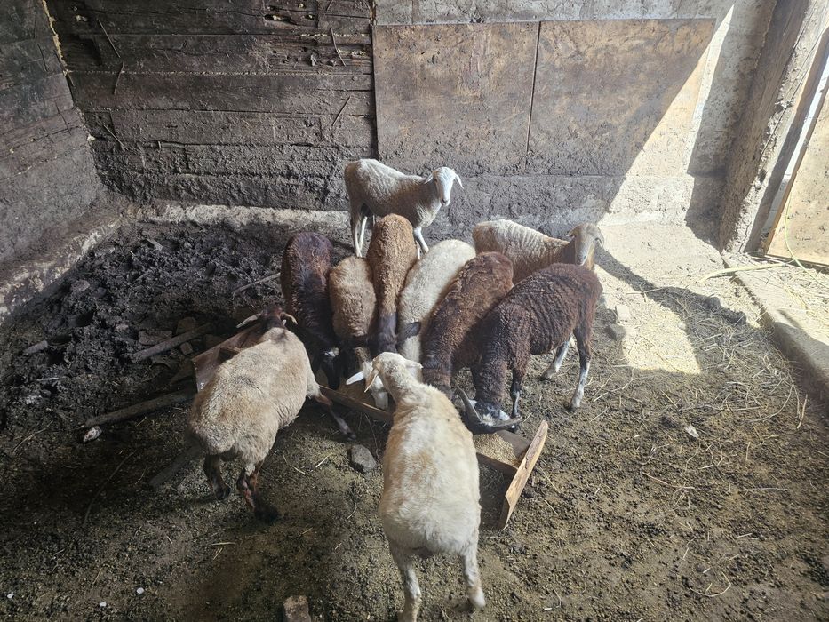 Продам баранов қошқар, 10 голоа,