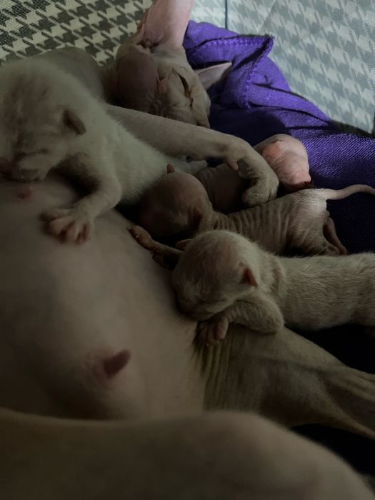 Готовятся к продаже котята сфинска