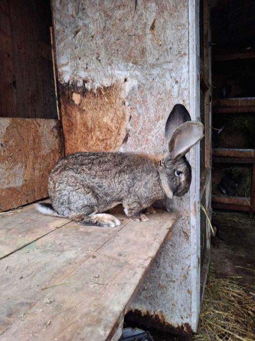 Mascul uriaș german